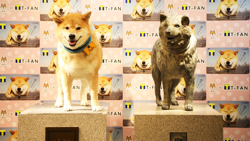 インスタフォロワー250万人以上 柴犬まるの銅像が渋谷に 期間限定ショップも展開 Rolling Stone Japan ローリングストーン ジャパン