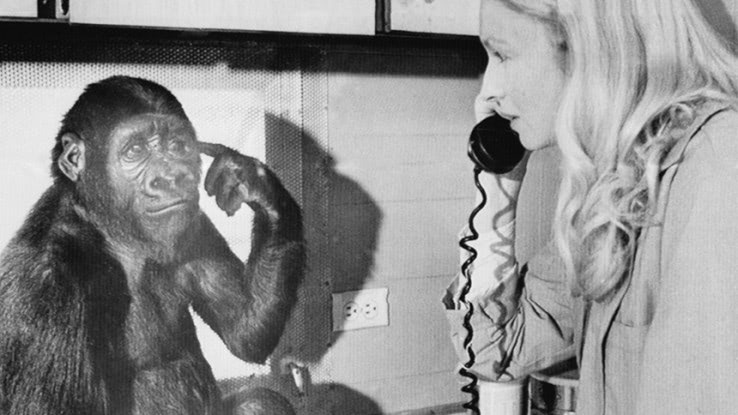 セレブから愛された手話で有名なゴリラのココが46歳で永眠 Rolling Stone Japan ローリングストーン ジャパン