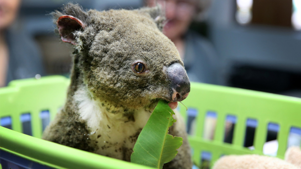 オーストラリア森林火災、ニューサウスウェールズ州ではコアラ数千頭が